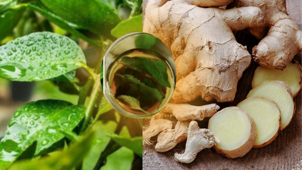 detox-folha-de-limao-e-gengibre
